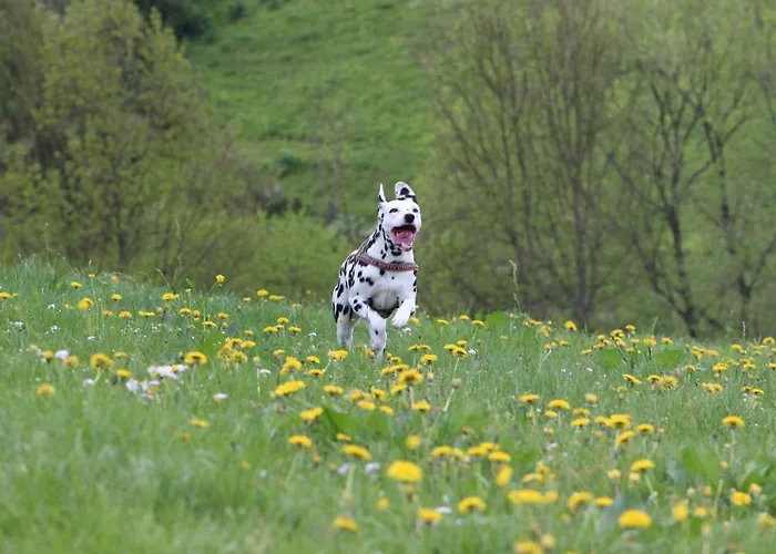 Auf Der Hilkenhoehe ايزيرلون